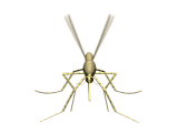 Mosquitoes are irritating and dangerous, carrying a number of diseases, including West Nile Virus.