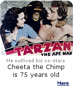 Cheeta the chimpanzee, the animal star of 12 Tarzan films in the Thirties and Forties, is 75 years old.