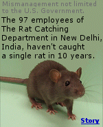 The 97 employees of the New Delhi, India  Rat Catching Department can't recall when they last caught a rat.